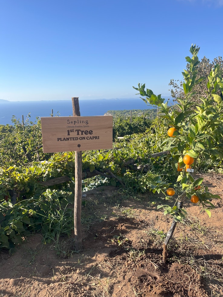 Sapling Spirits a Capri tra sostenibilità, territorio e mixology di qualità