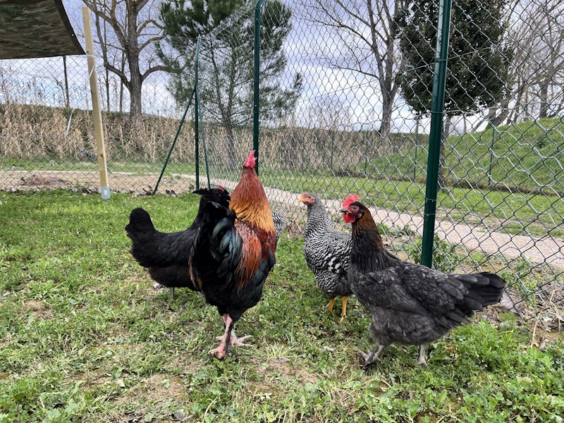 Polli e gallo