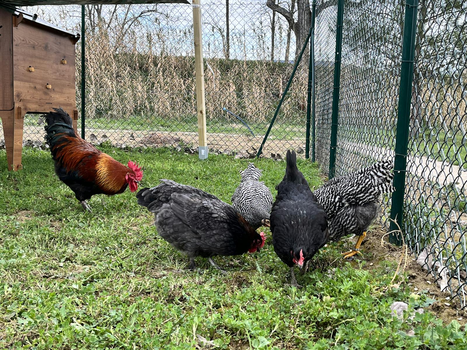 Galline e polli Aia nel Moderna Park