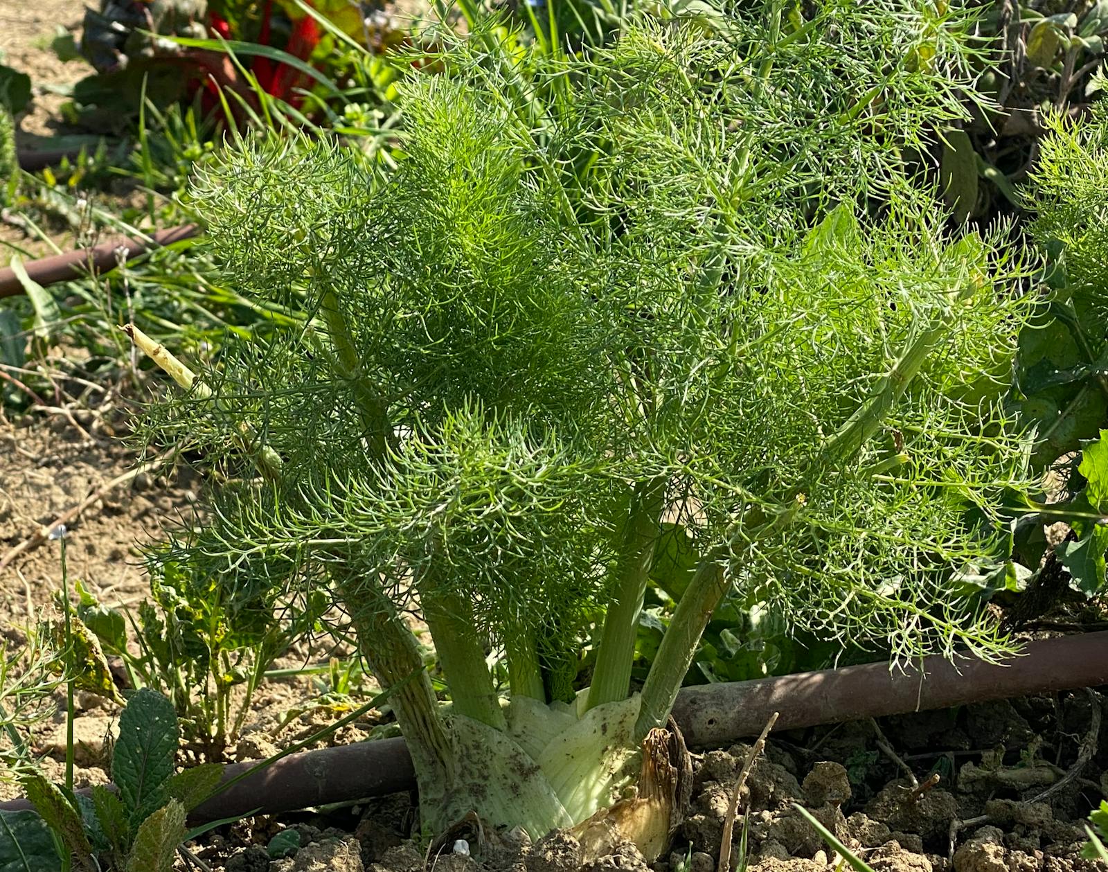 Orto: finocchio Moderna Park