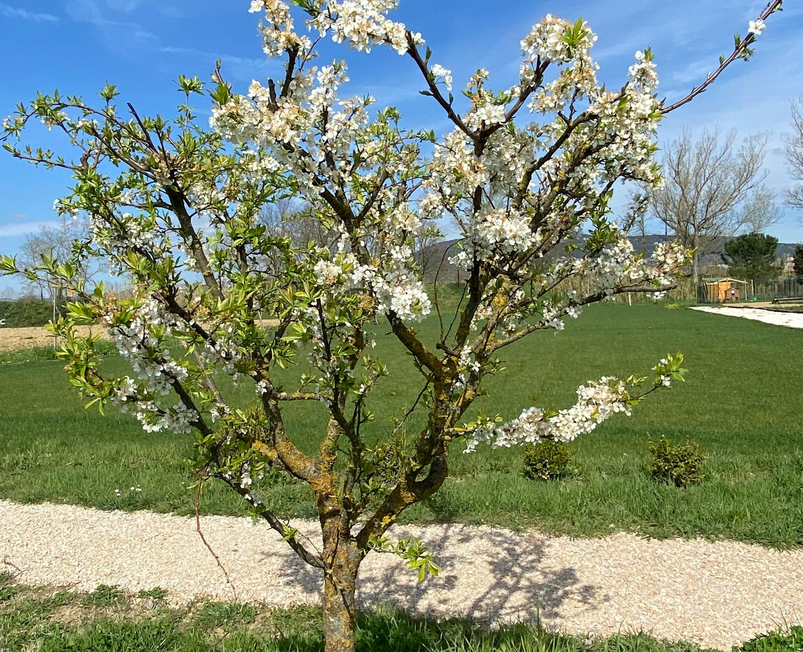 Albero da frutta Moderna Park