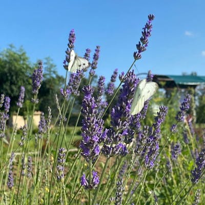 Lavanda