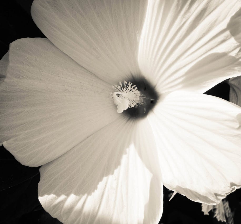 close up on white flower