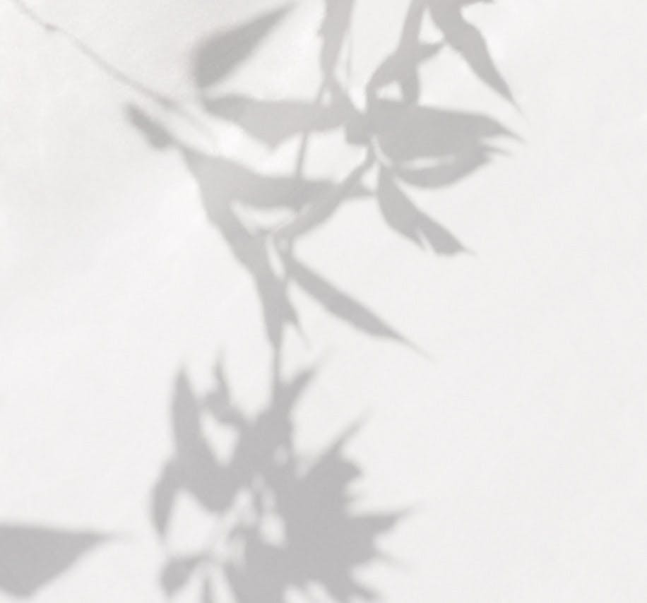 shadow of a plant against white wall