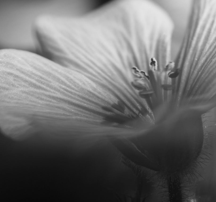 zoomed in greyscale of flower petal