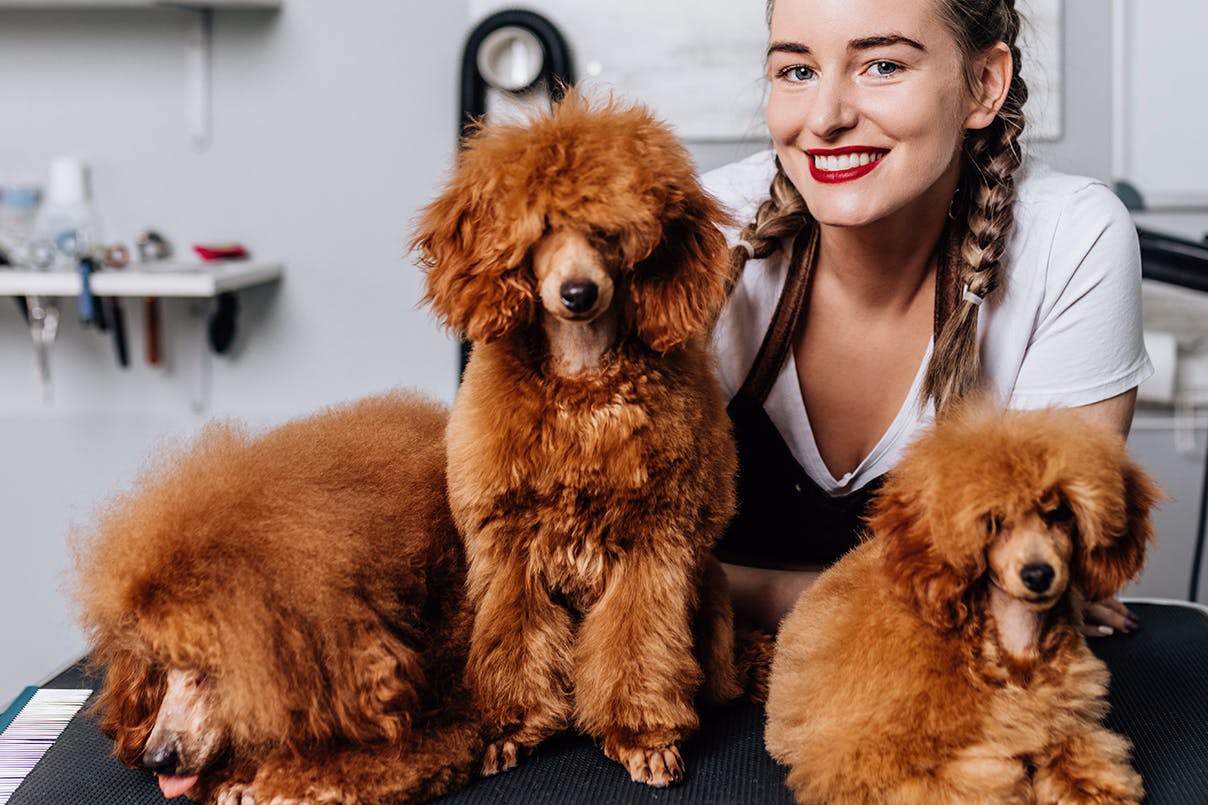 Hundefriseurin mit Hunden