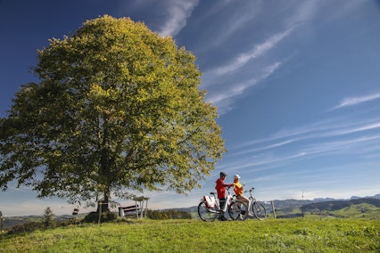 Zwei Personen mit Fahrrädern stehen unter einem großen Baum auf einem grasbewachsenen Hügel und genießen einen sonnigen Tag mit einem strahlend blauen Himmel, der von dünnen Wolken durchzogen ist. In der Nähe steht eine Bank mit Blick auf eine malerische, hügelige Landschaft.