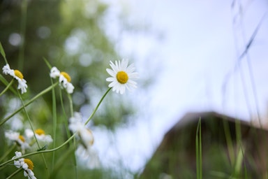 Blume Appenberg