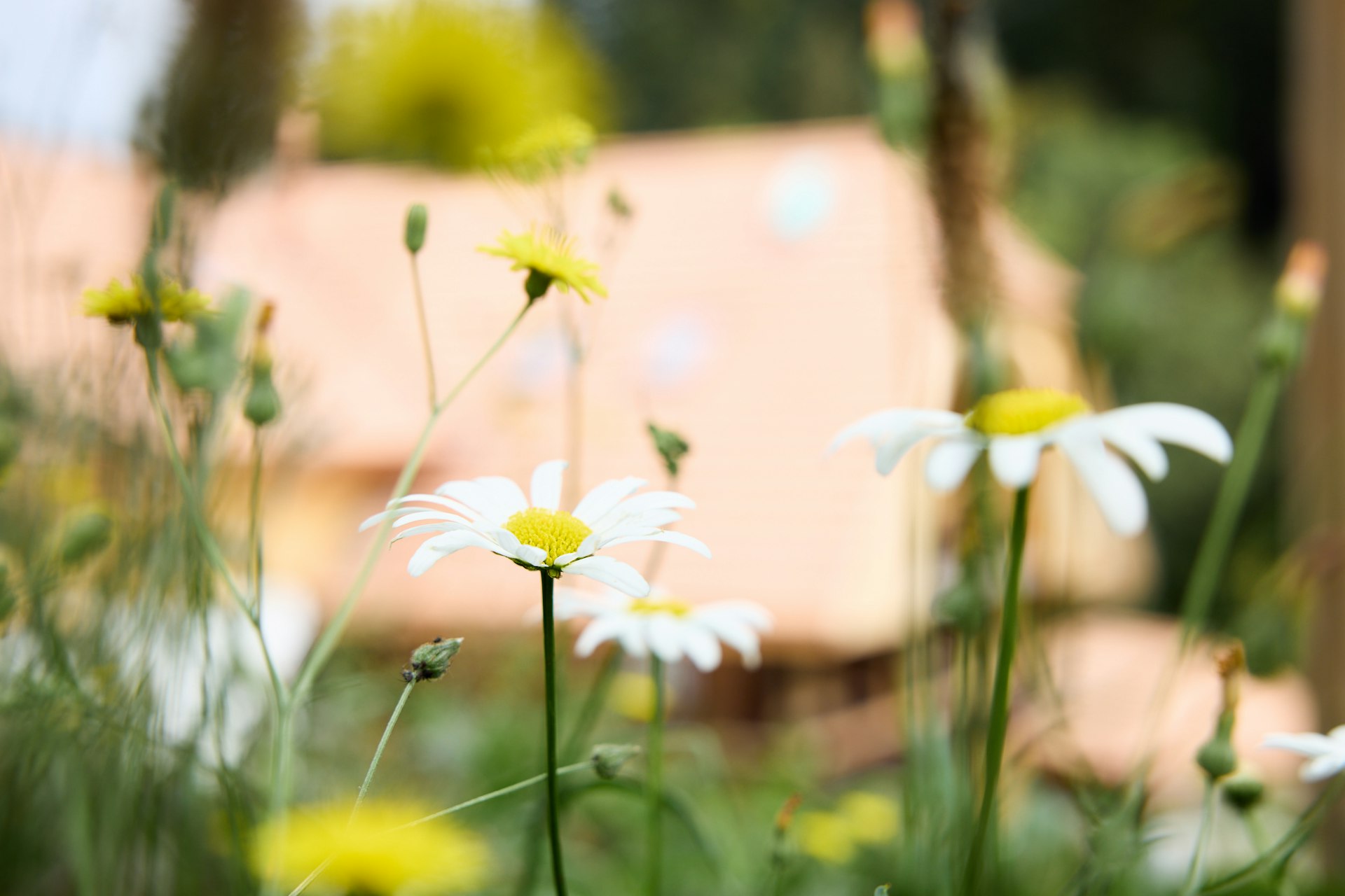 blumen appenberg