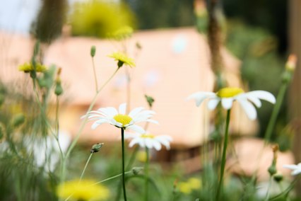 blumen appenberg