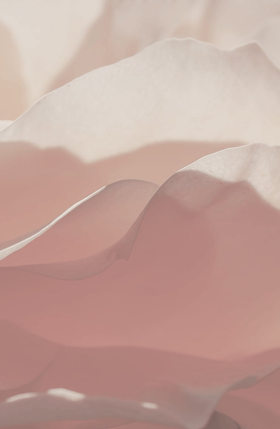 Close up of rose petals