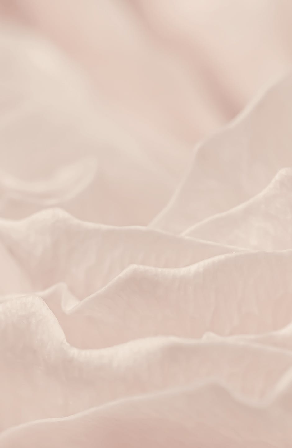 close up on light pink flower petal