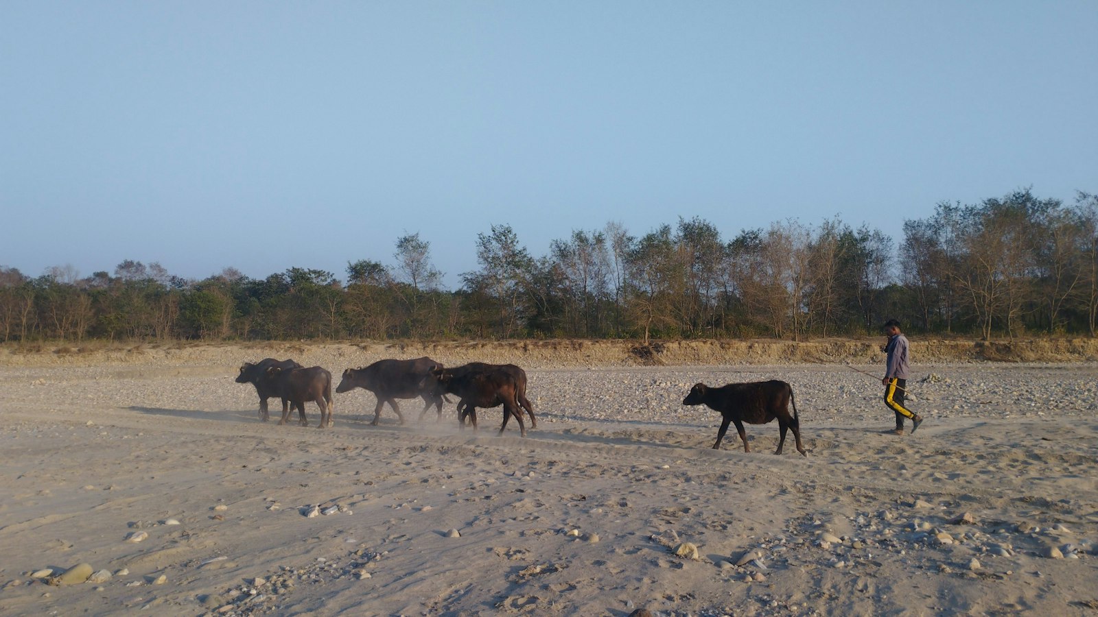 Cattle grazing on a bare field below a line of trees