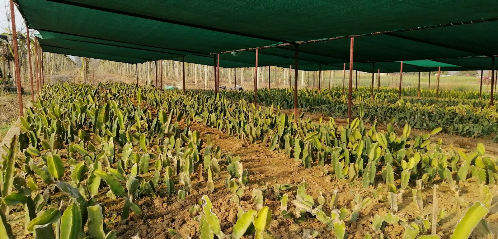 Rows of young dragon fruit plants growing under green shade netting