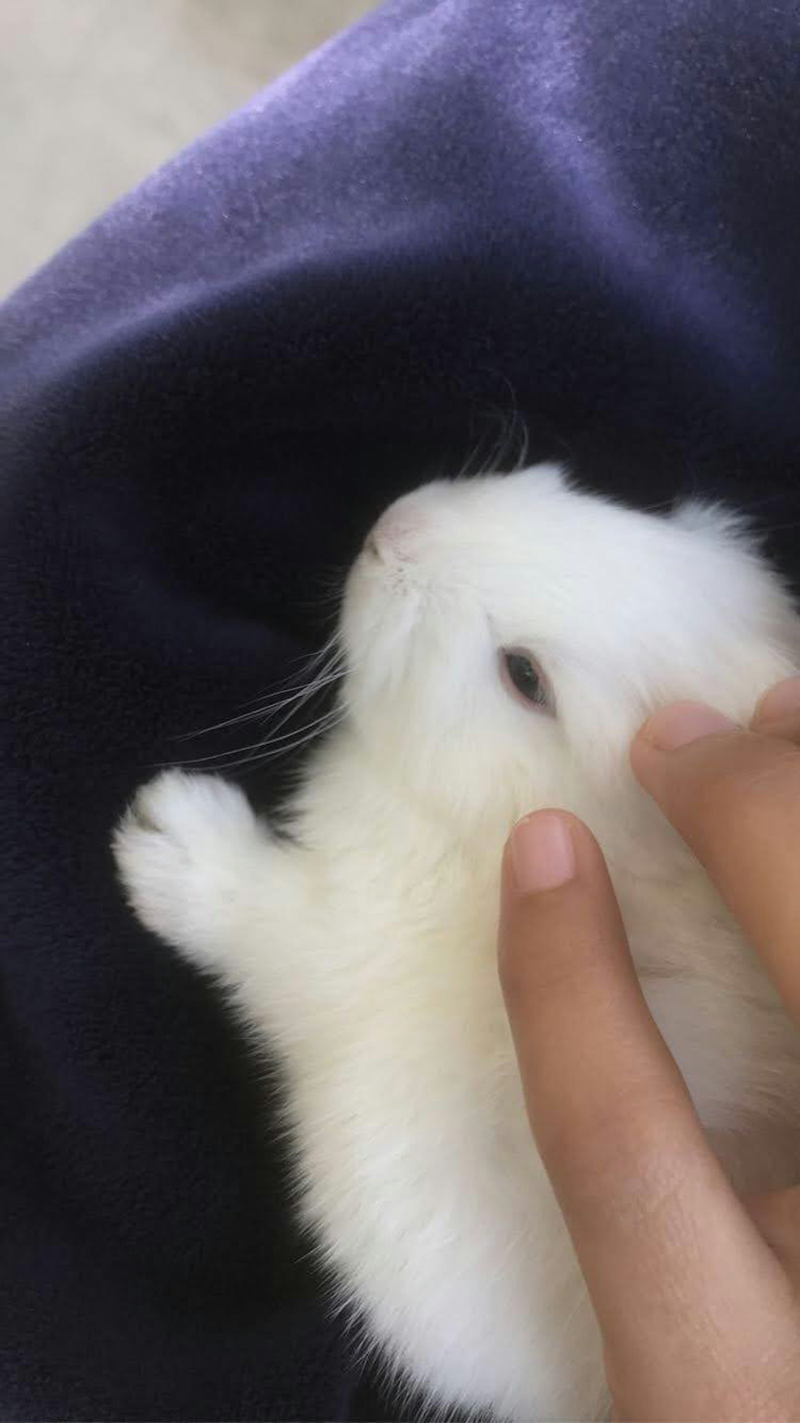 A white rabbit held against dark fabric