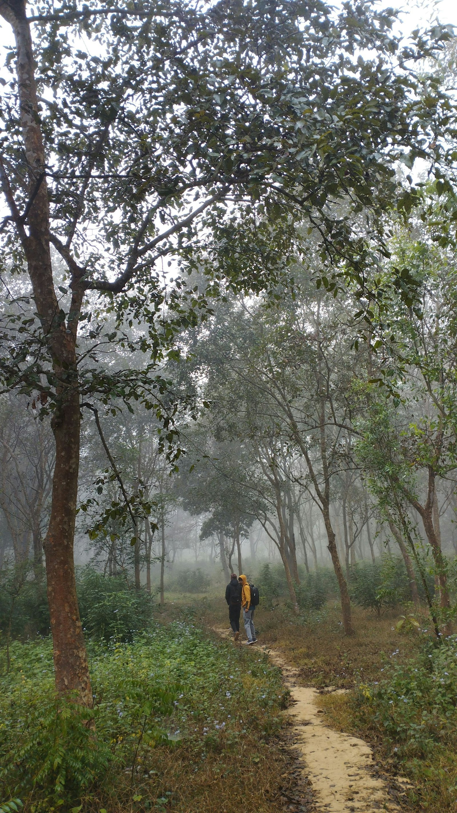 A path between tall trees in morning mist