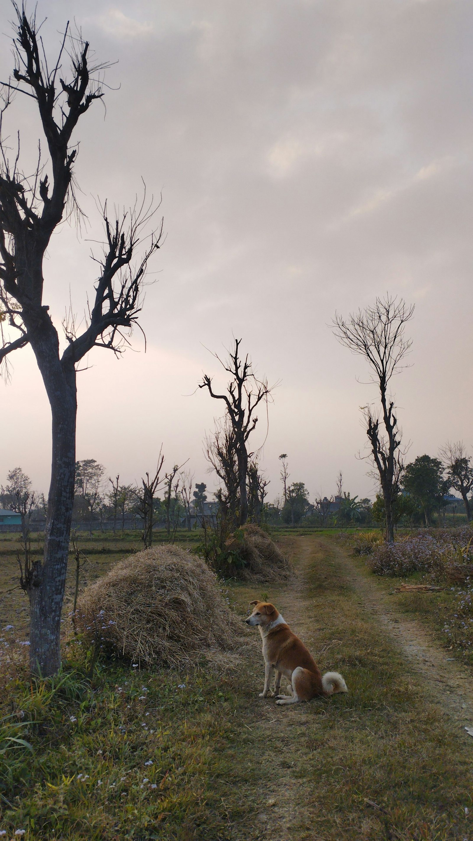 A dog sitting on a farm track between haystacks and bare trees at dusk