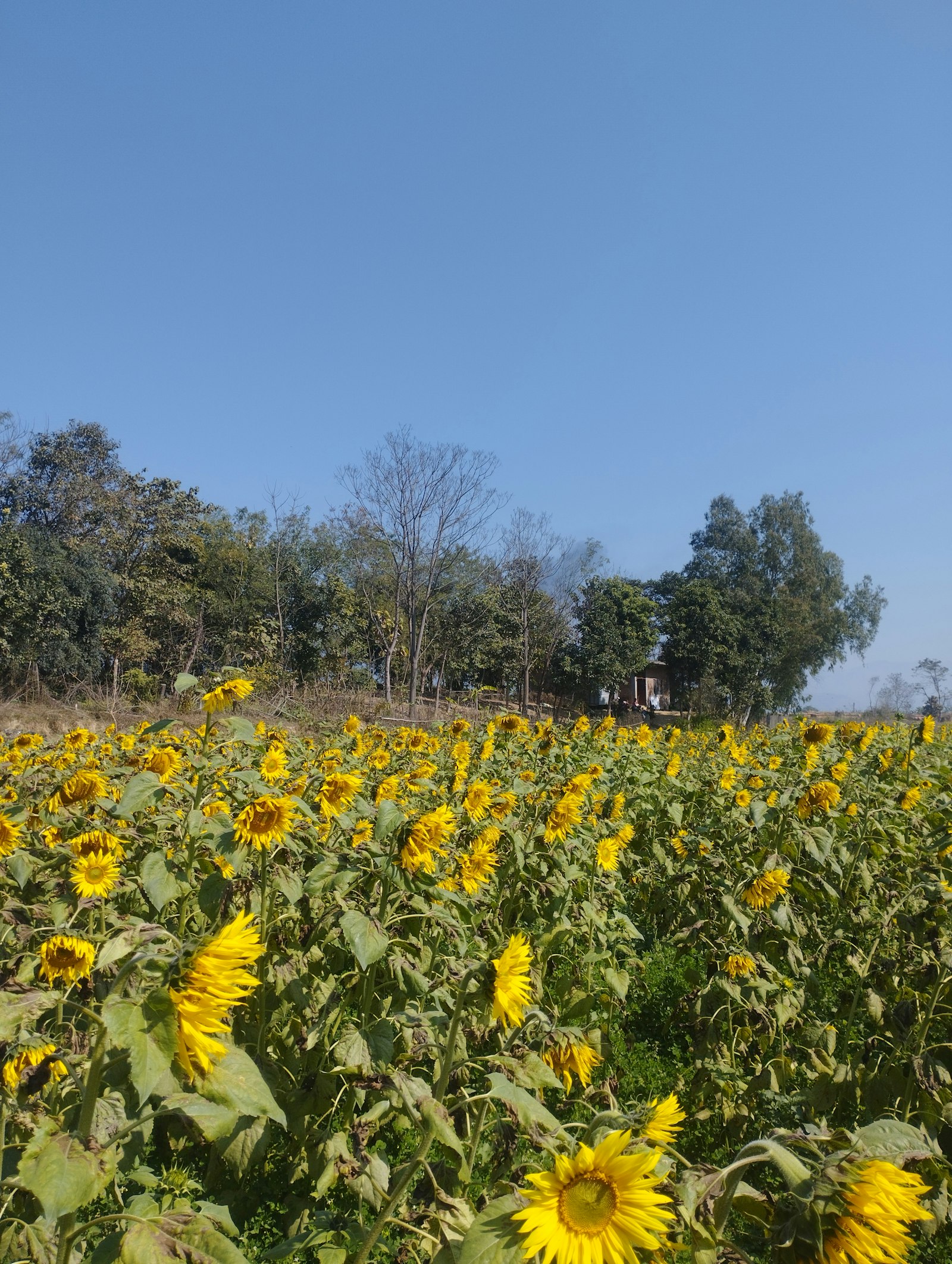 A person standing in a field of tall sunflowers