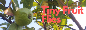 fruit flies