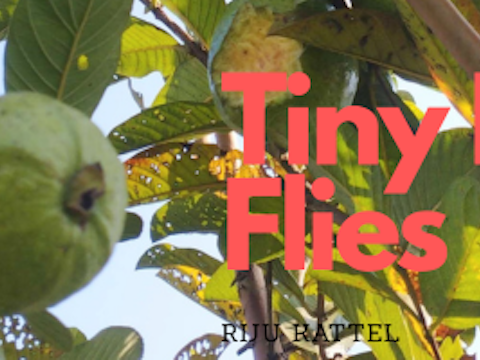 fruit flies fruit flies