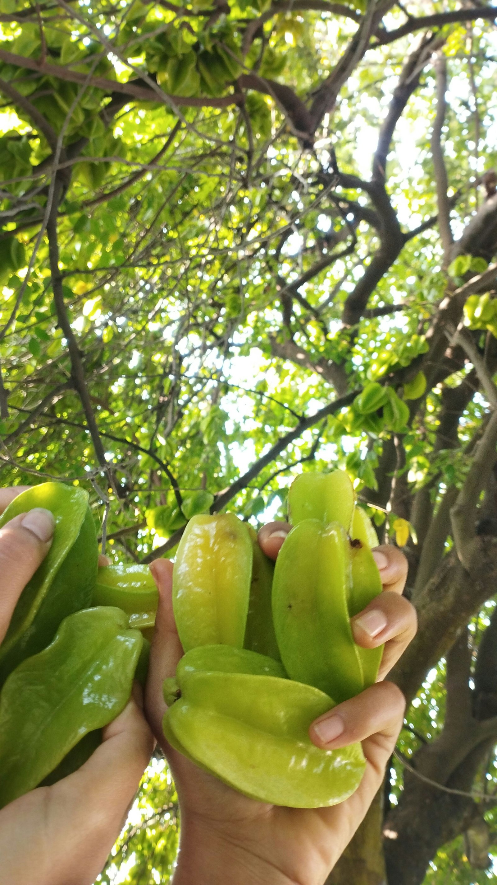 starfruit starfruit