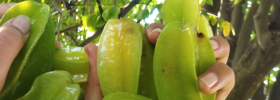 starfruit starfruit