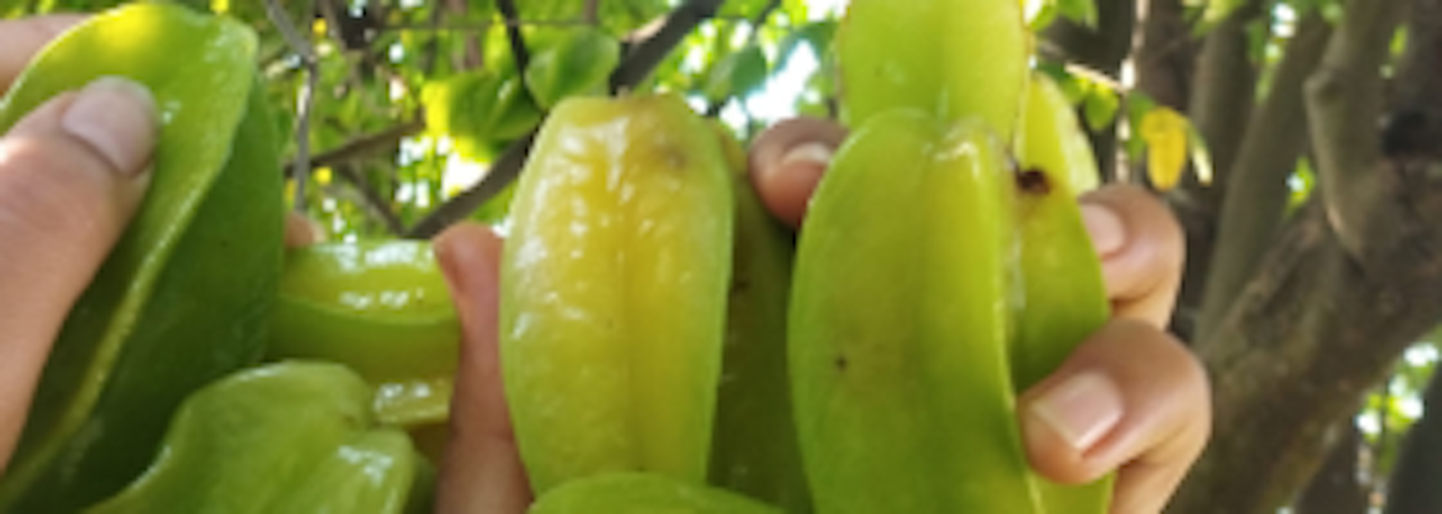 starfruit