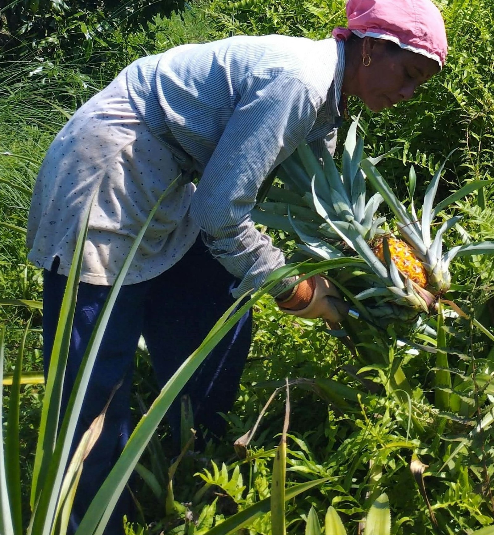 A farmer bending to harvest pineapples among the plants