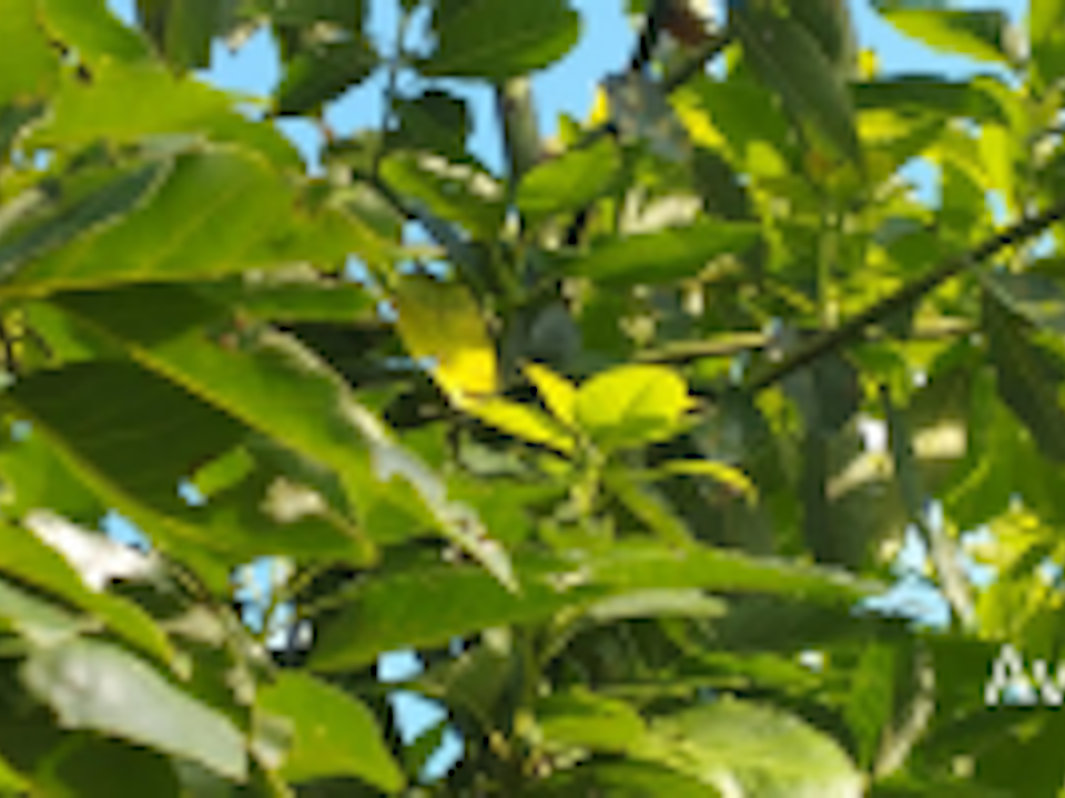 Avocado Avocado