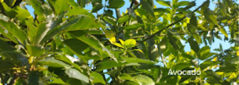 Avocado