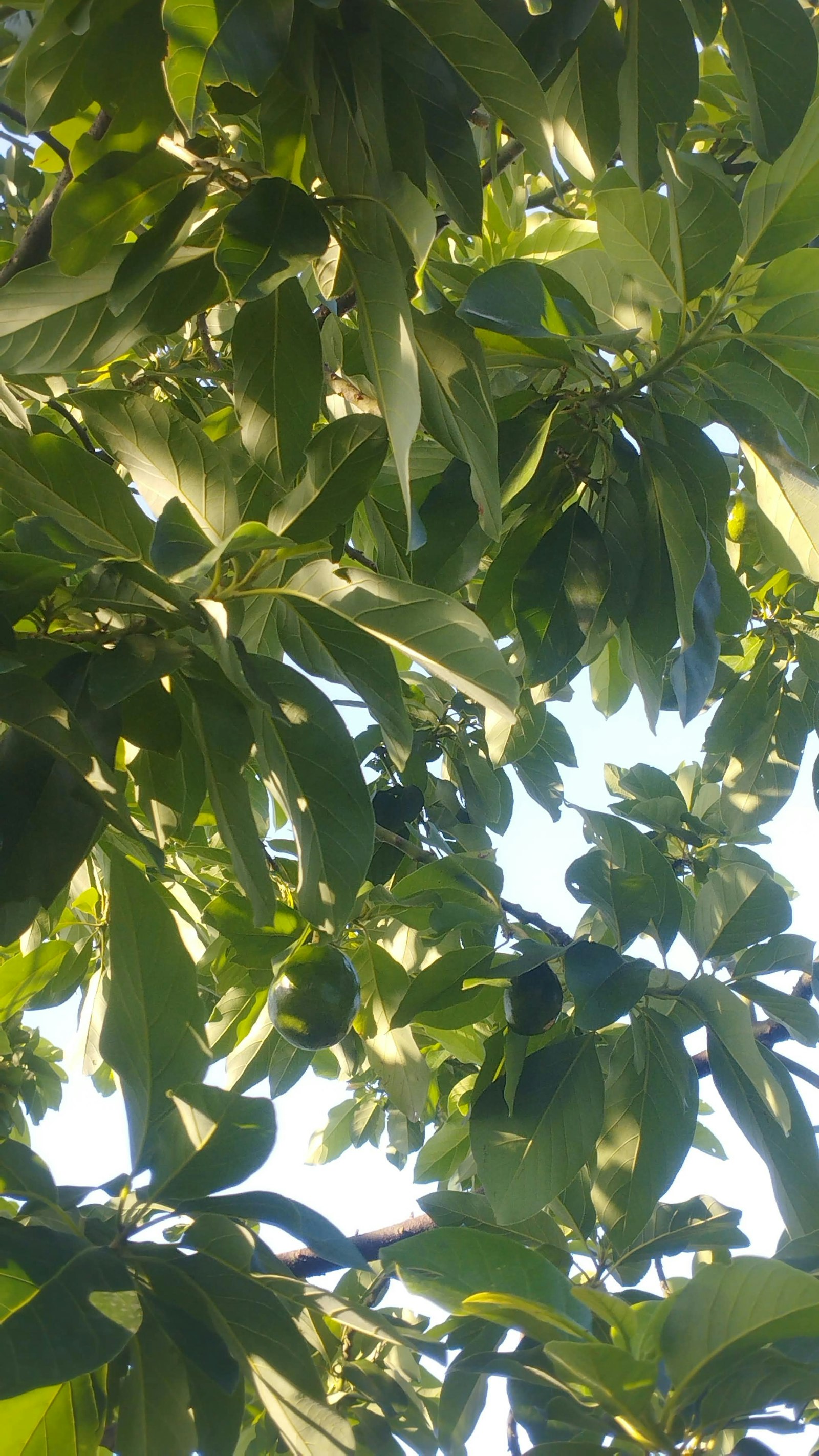 Avocado Avocado