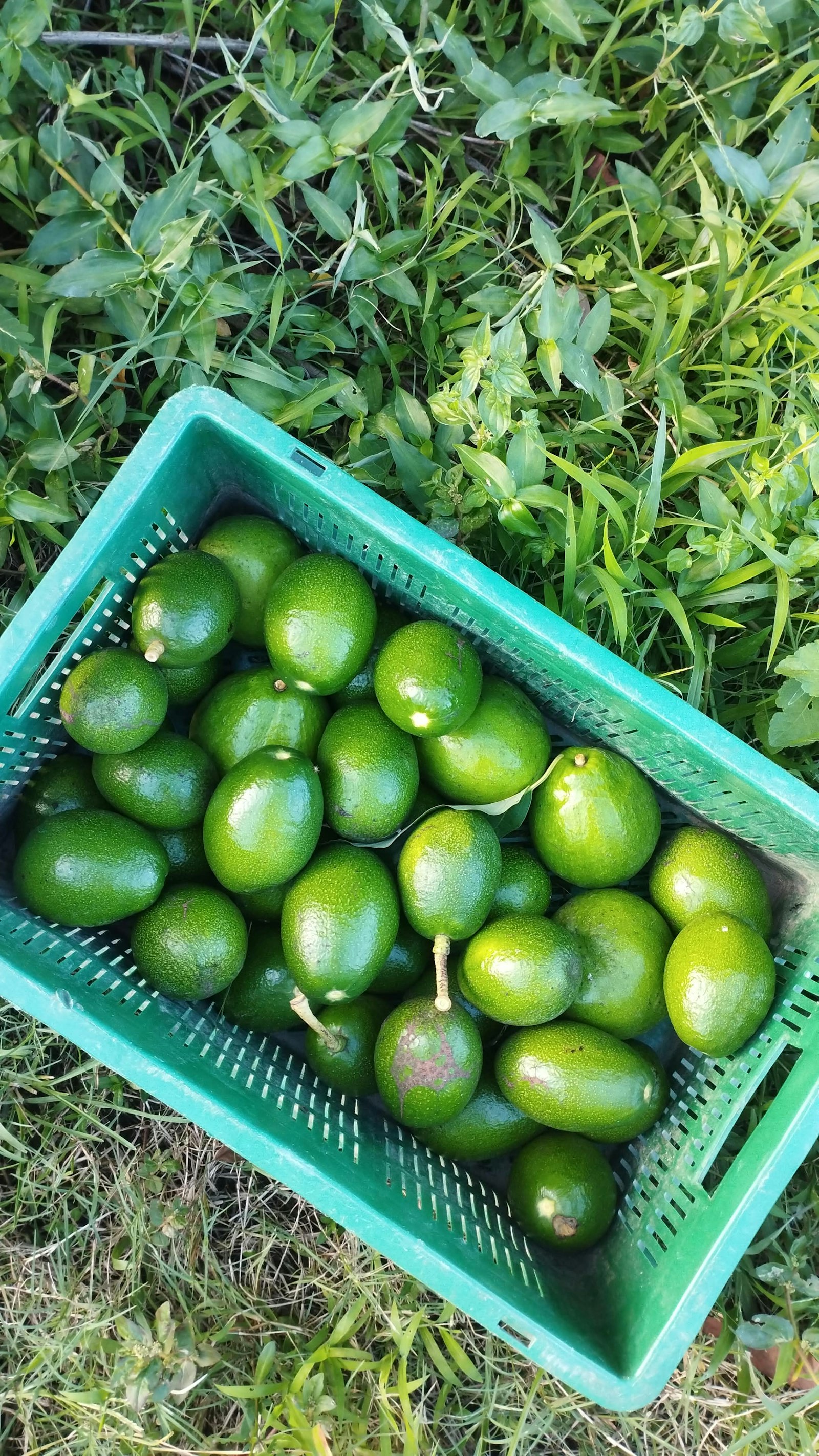 avocado