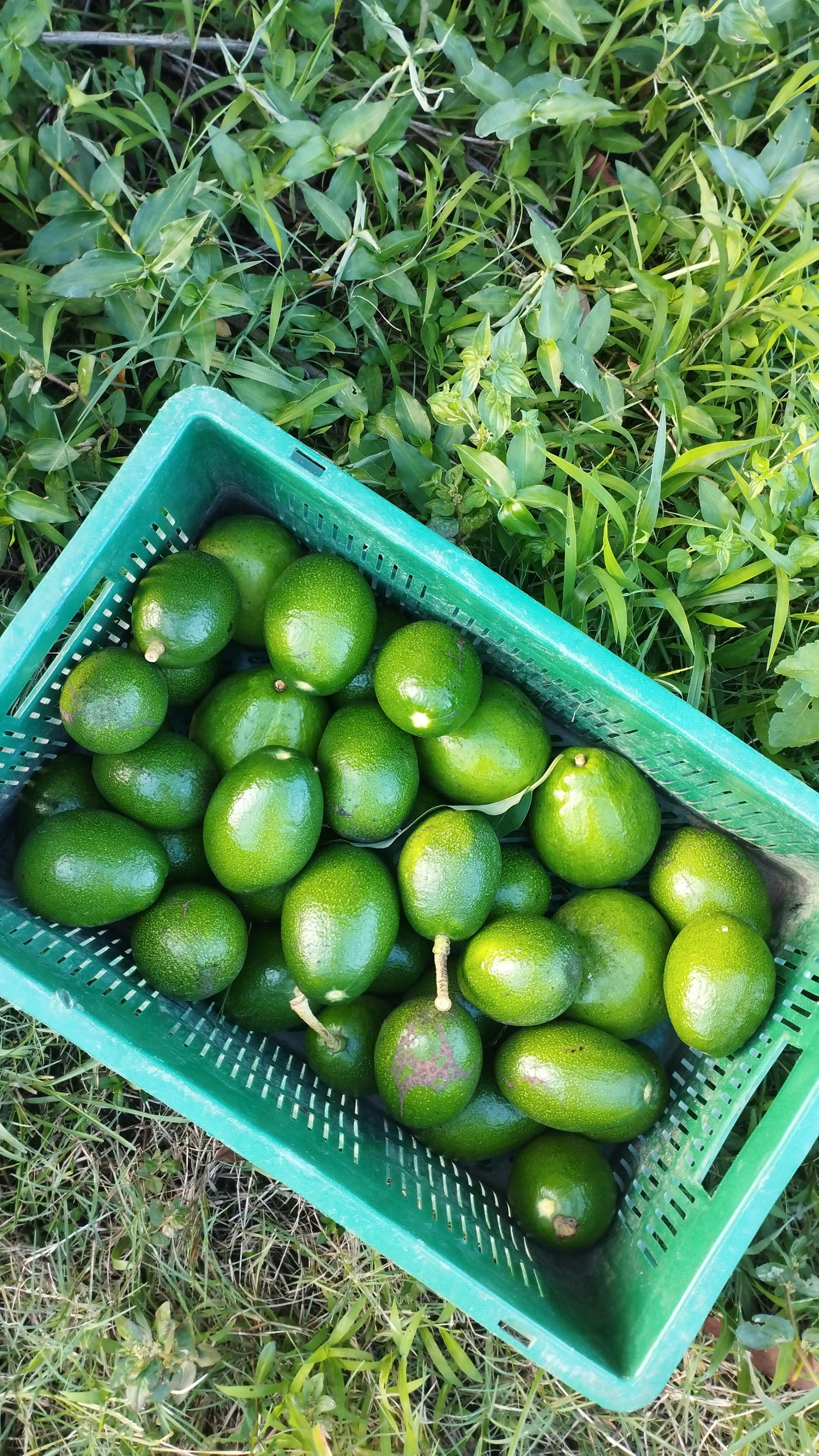 avocado