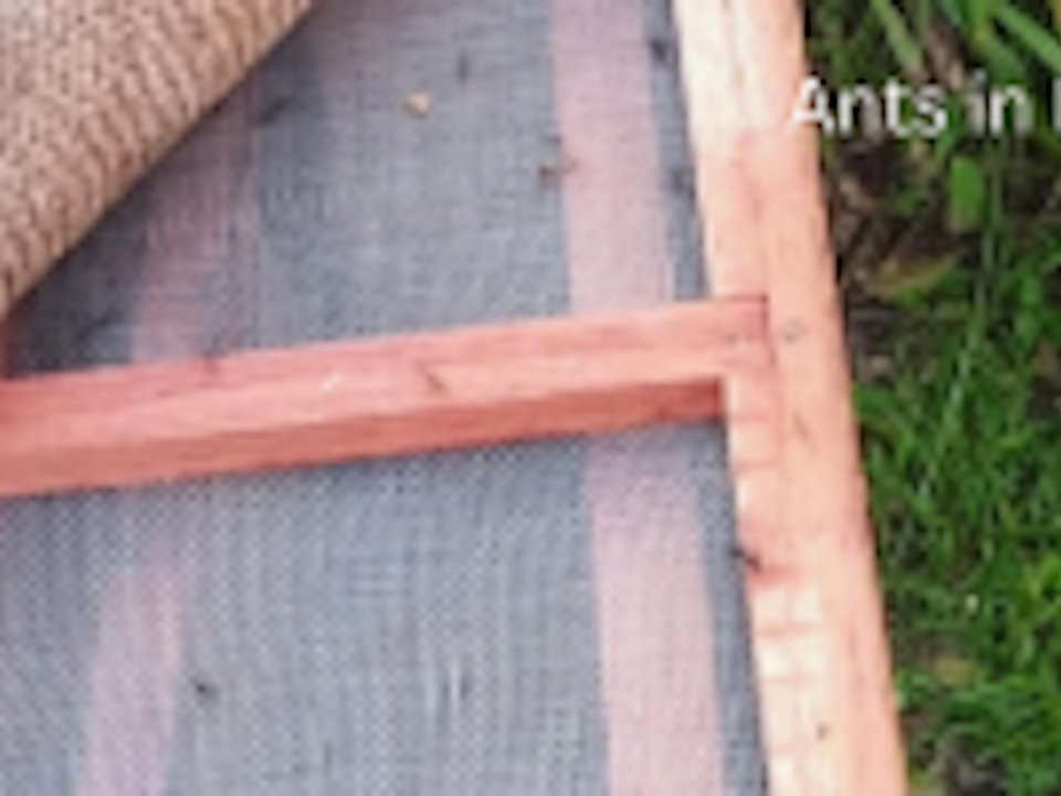 ant ant