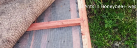 ant