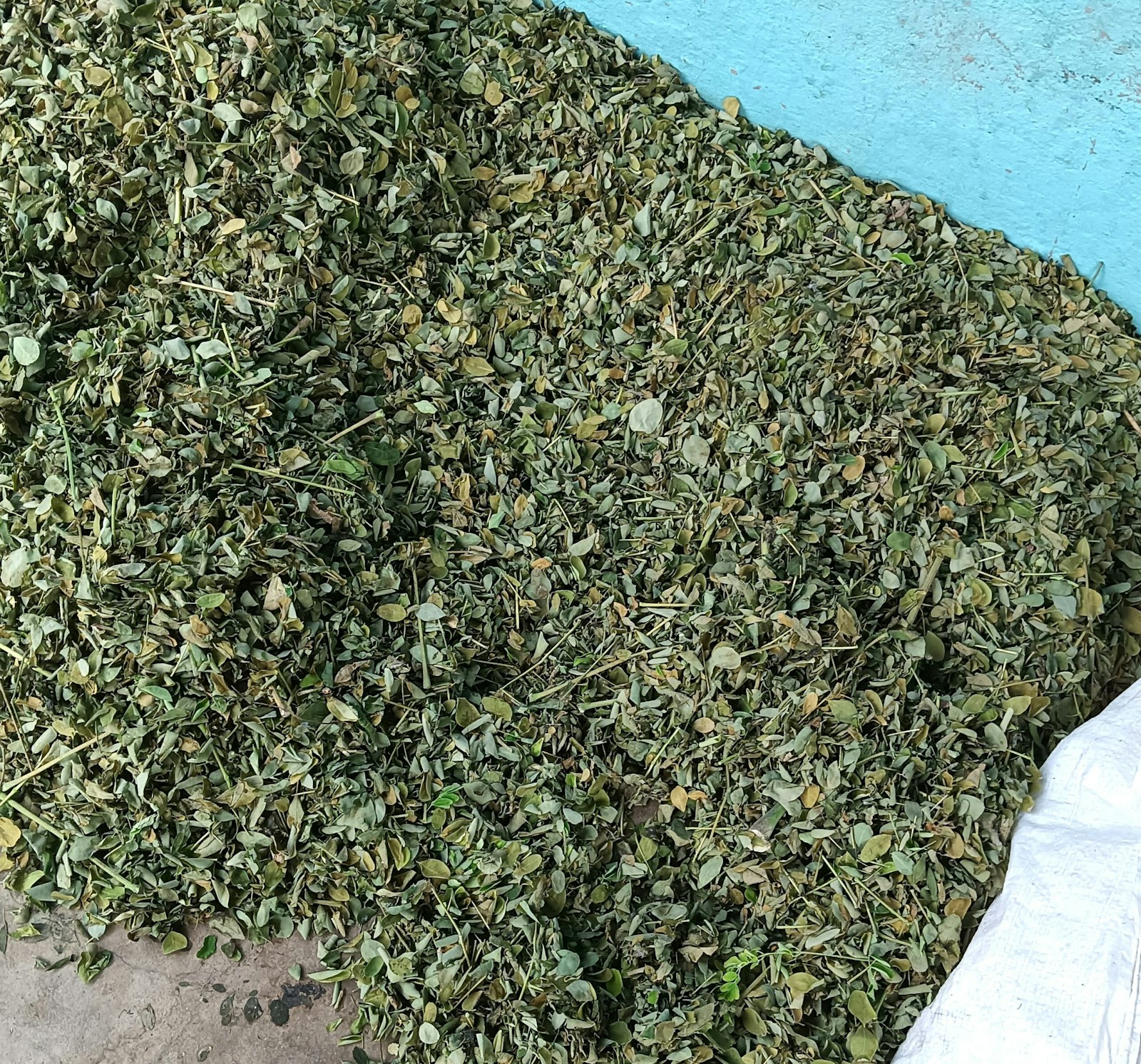 moringa