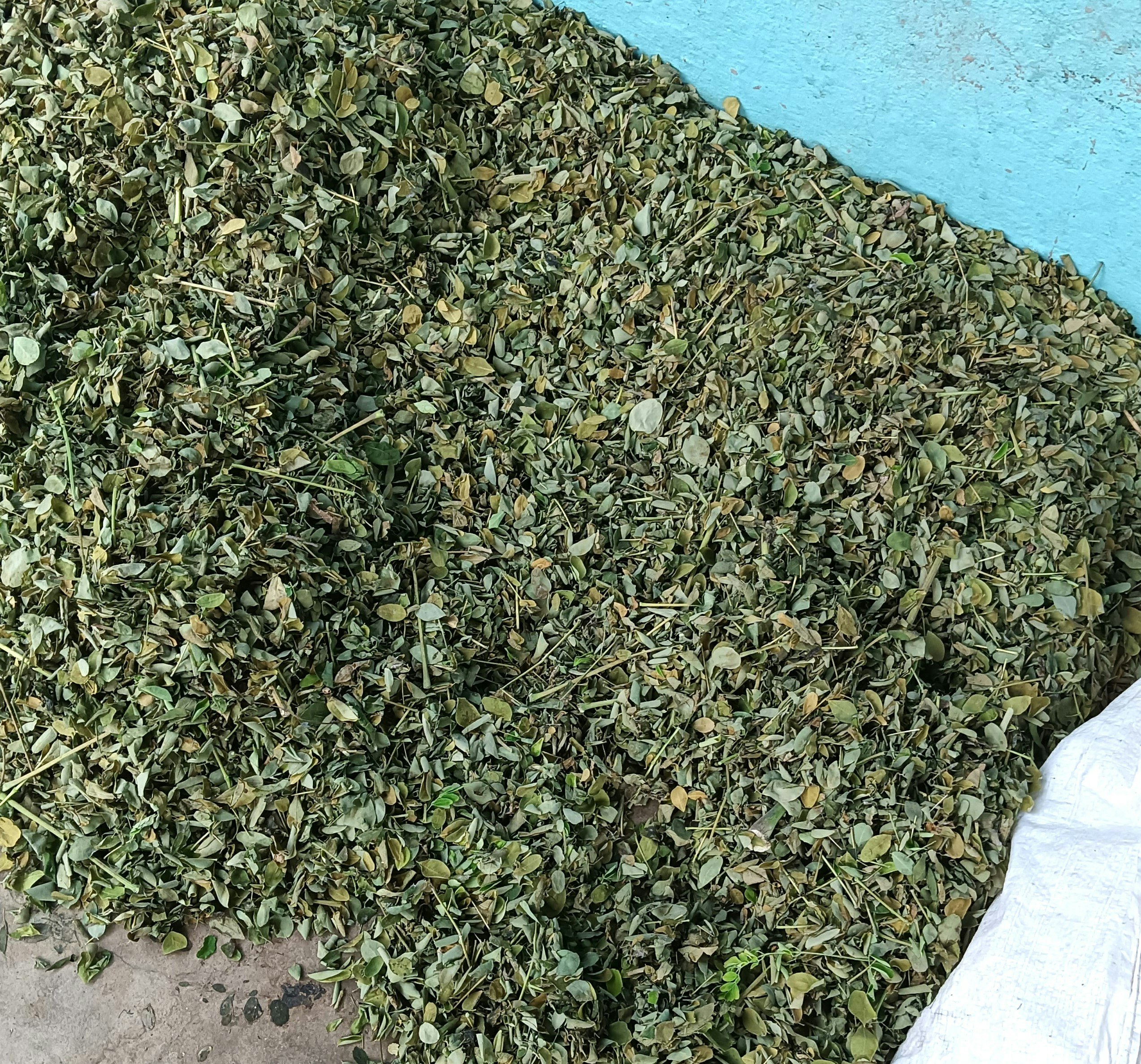 moringa