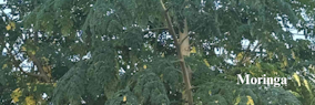 moringa