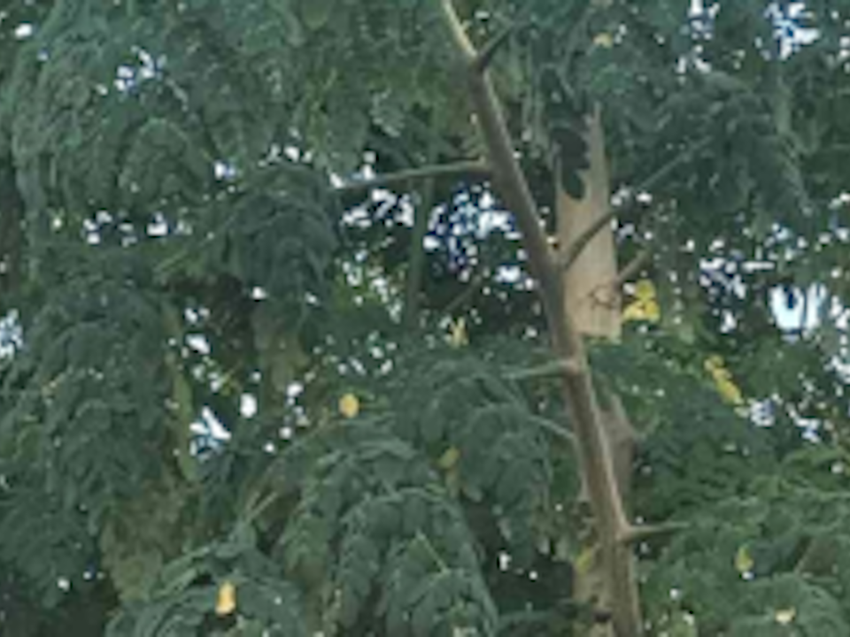moringa moringa