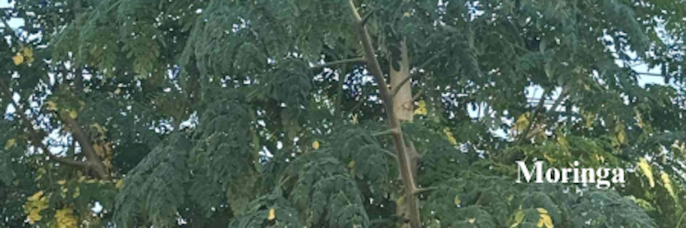 moringa