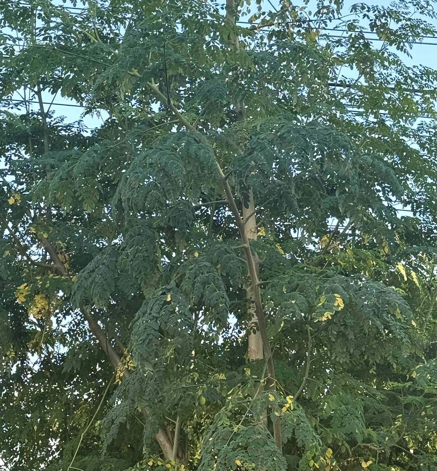 Moringa Moringa