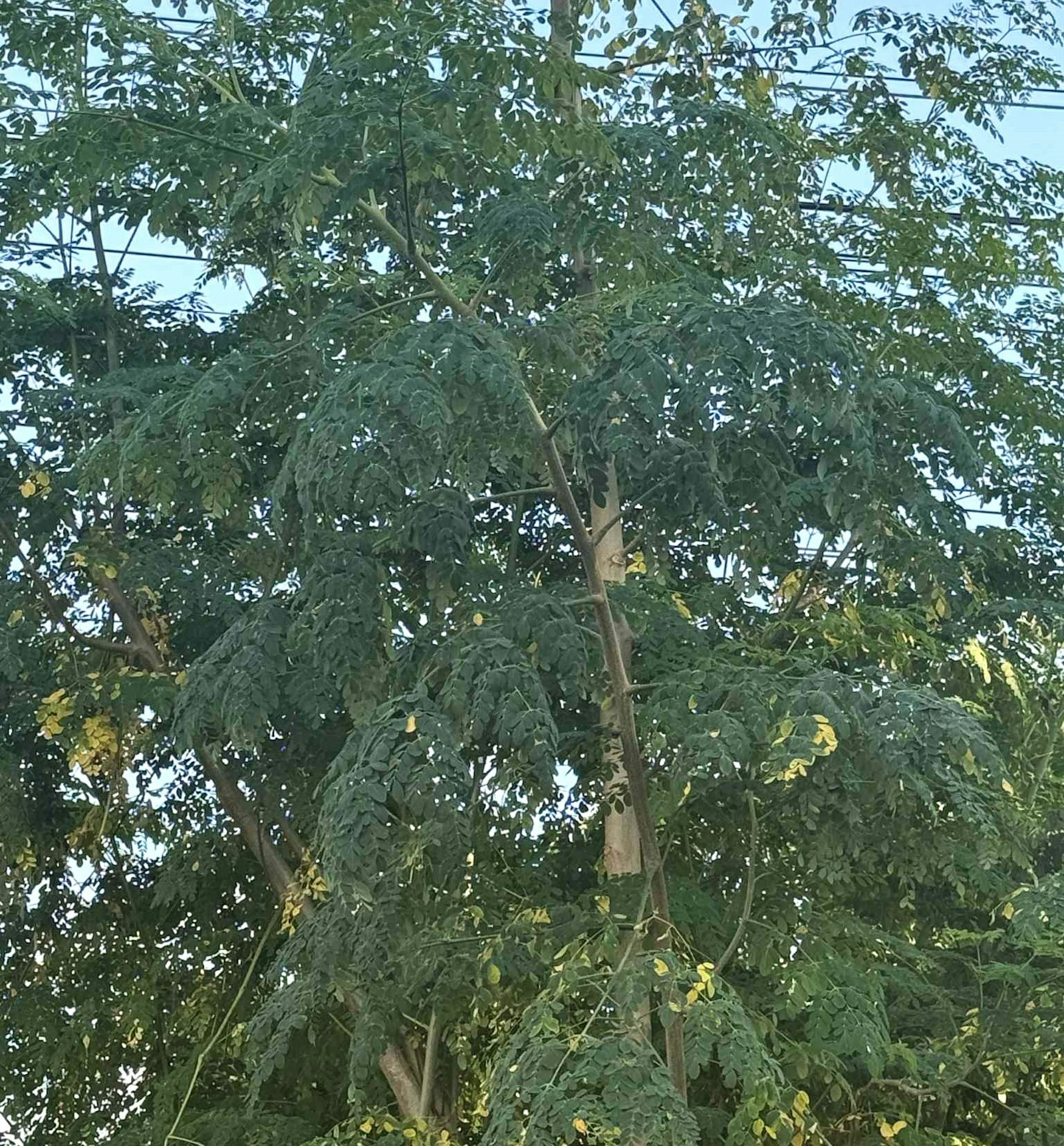 Moringa