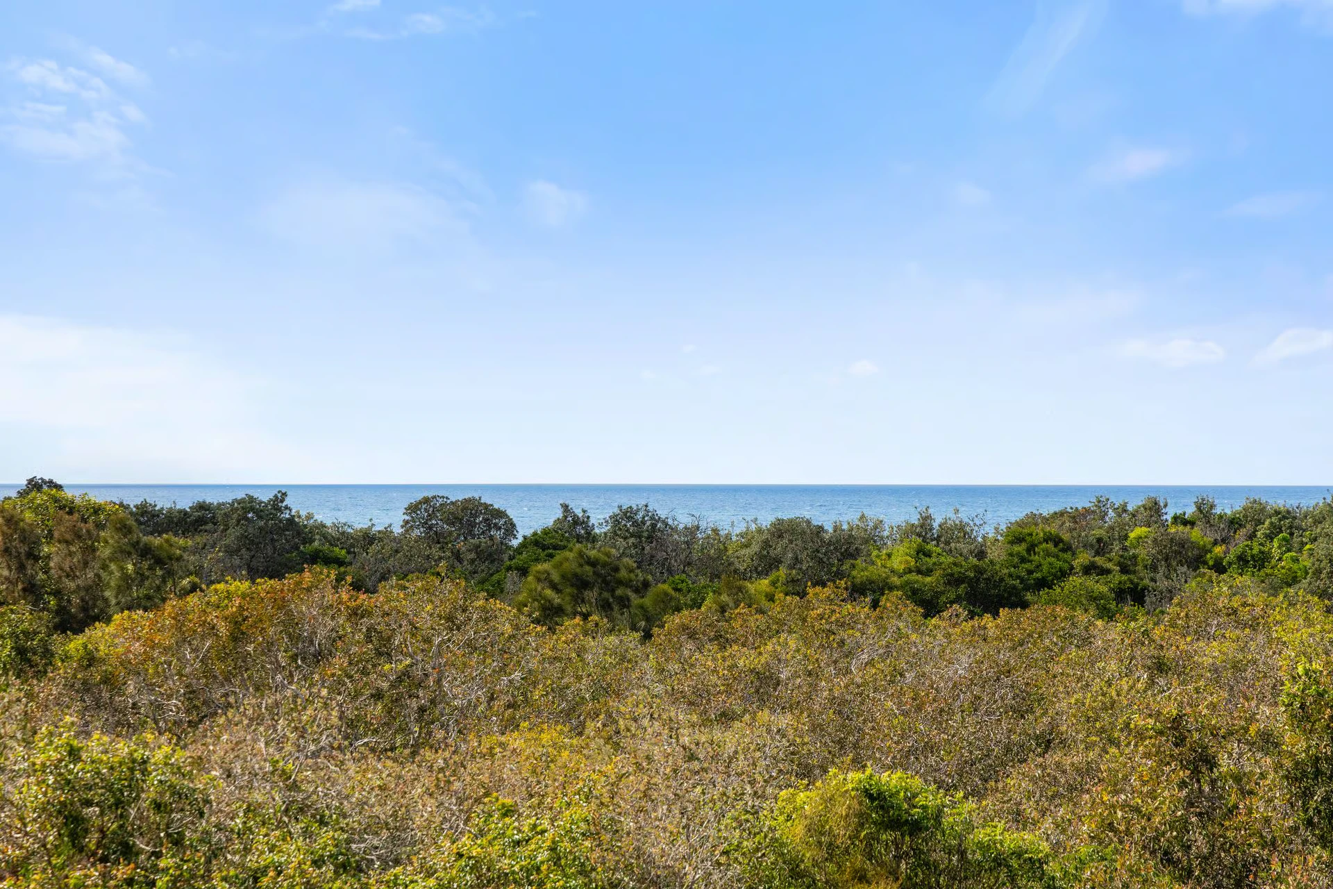 vegetation