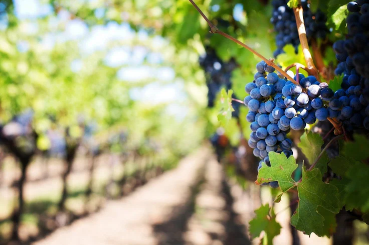 vignerons indépendants : grappe de raisin