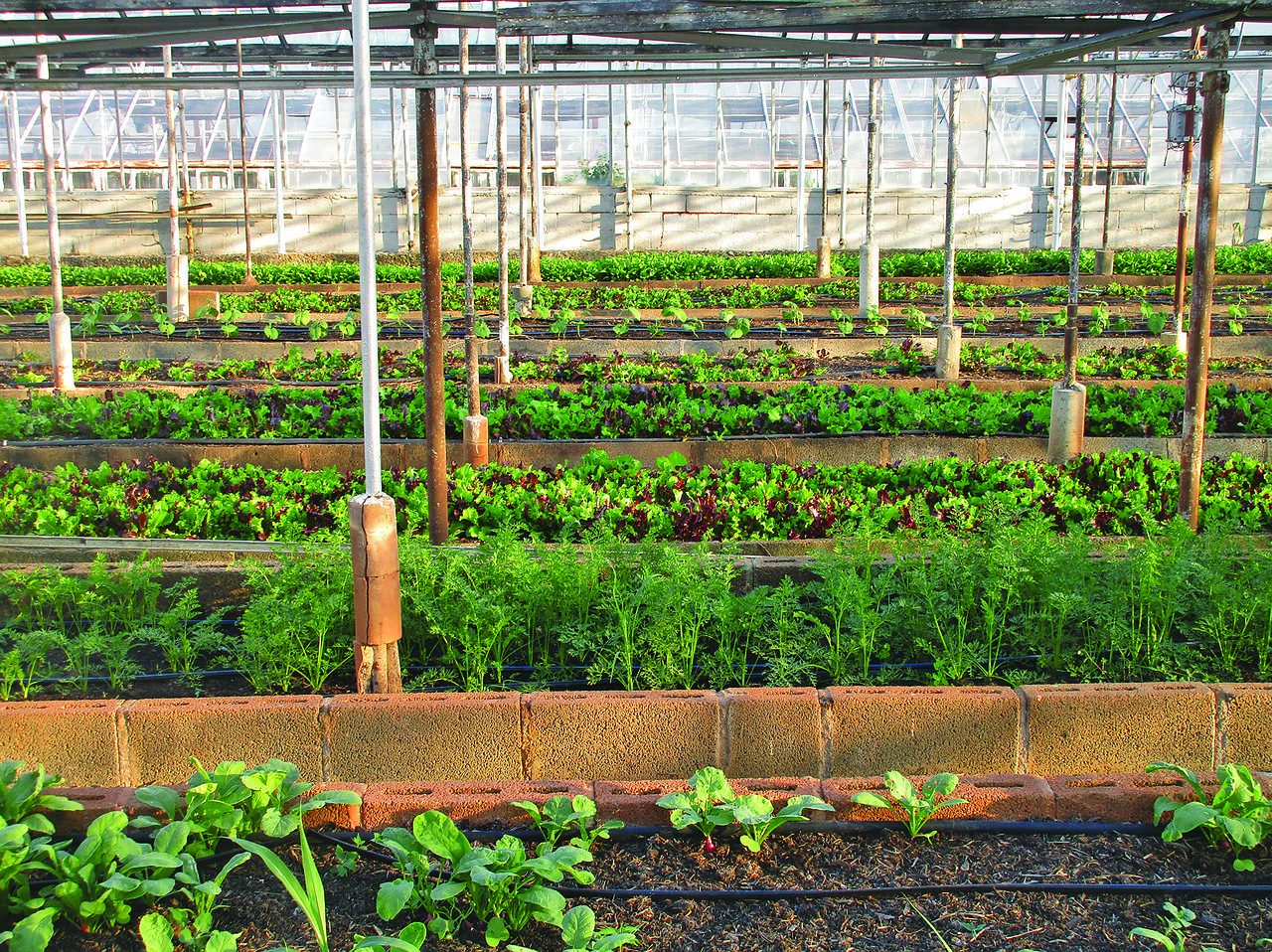 FoodTech : agriculture urbaine