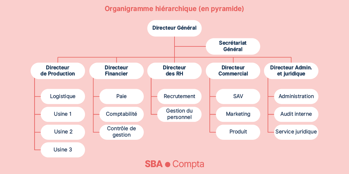 Organigramme hiérarchique exemple