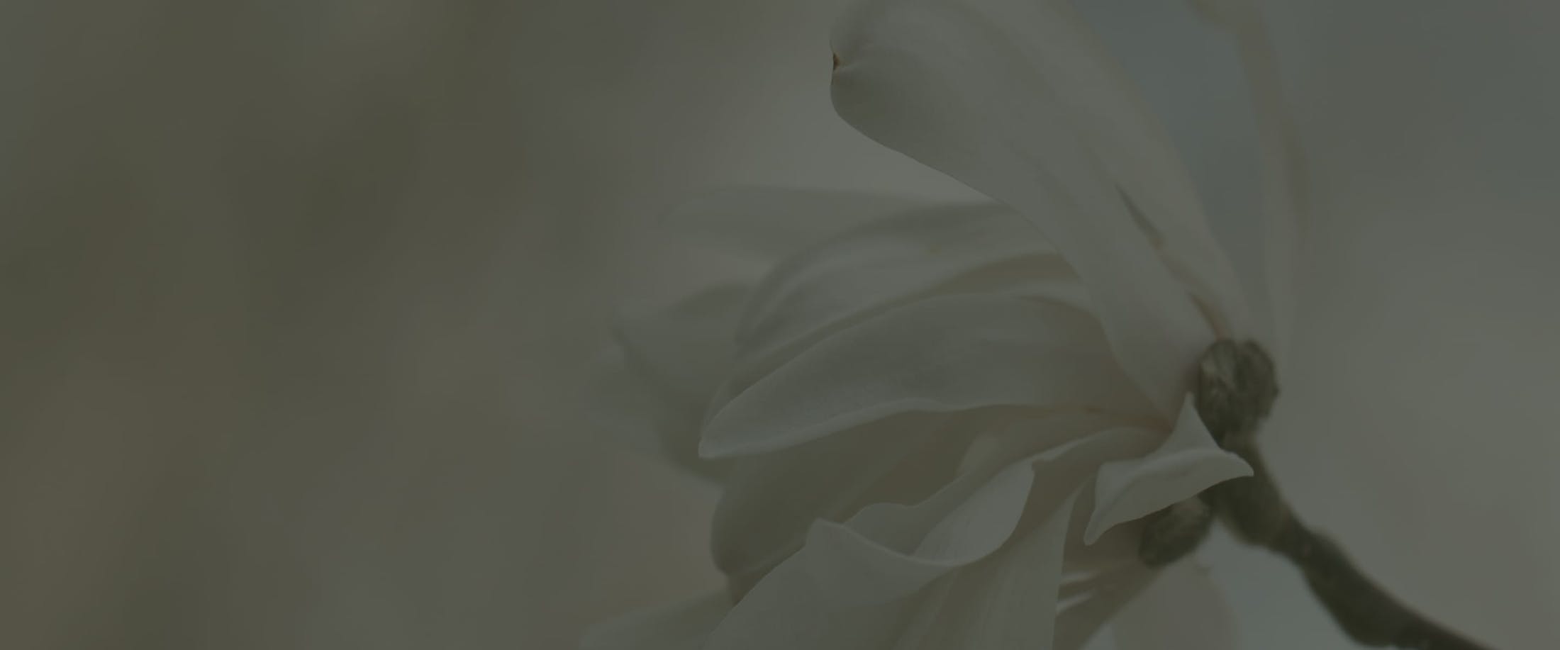 Close-up of a flower