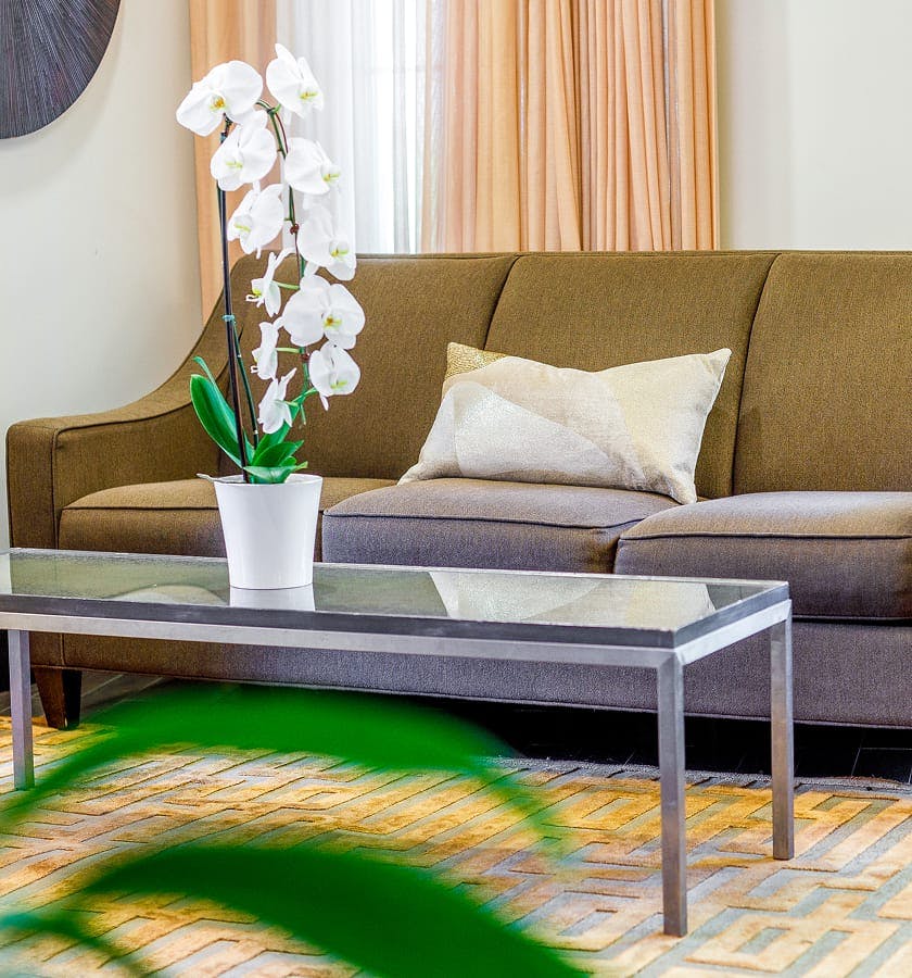 orchid on a coffee table