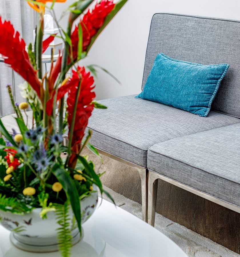 plant on a coffee table