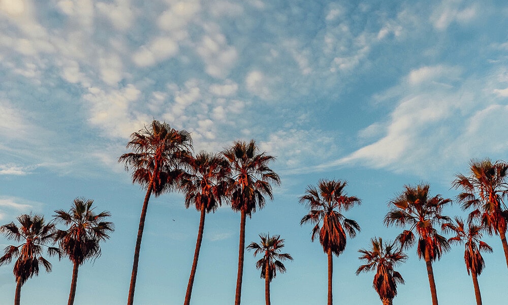 Palm trees in Los Angeles